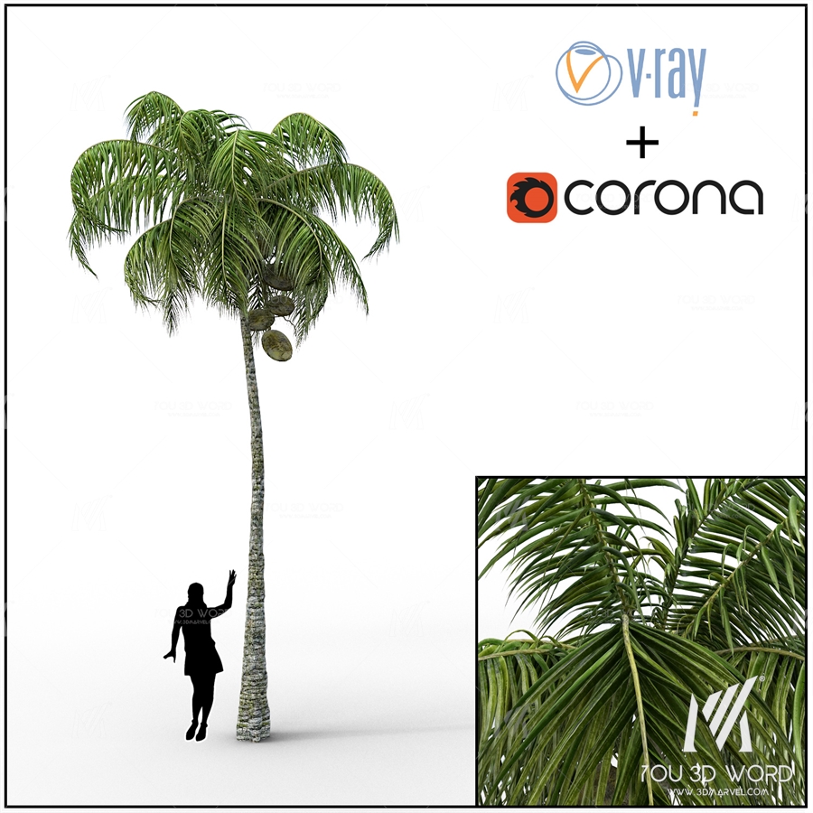 Palm